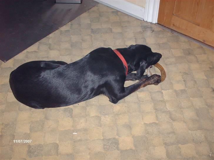 Labrador retriever Bella *R.I.P* - mmm det smager godt billede 6