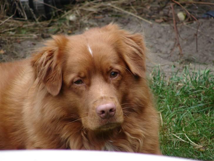 Nova scotia duck tolling retriever Gandalf (2003-2010) billede 2