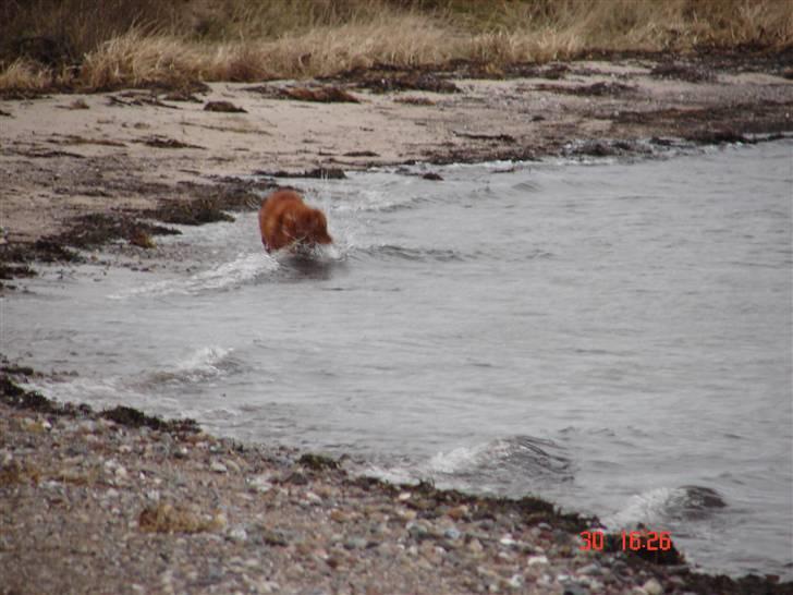 Nova scotia duck tolling retriever Gandalf (2003-2010) - Gandalf fanger bølger billede 3
