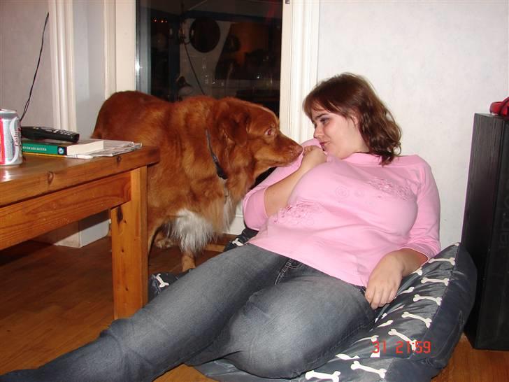 Nova scotia duck tolling retriever Gandalf (2003-2010) billede 4