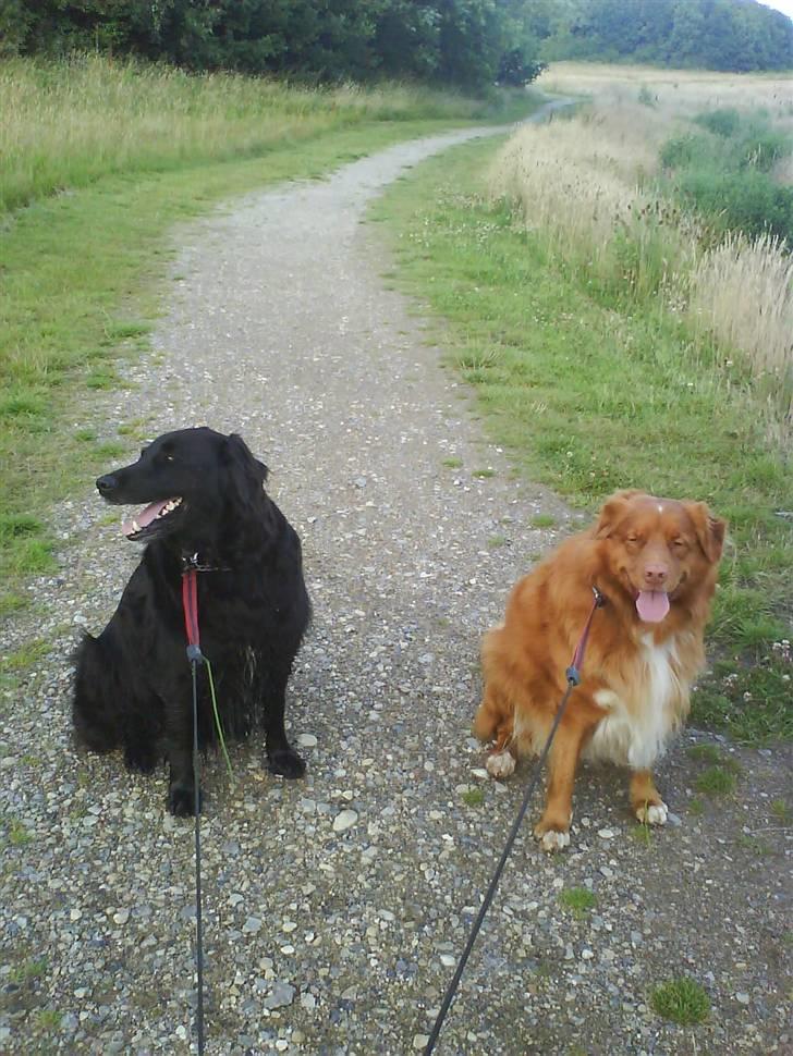 Nova scotia duck tolling retriever Gandalf (2003-2010) - gåtur med hans bedste ven buller billede 5