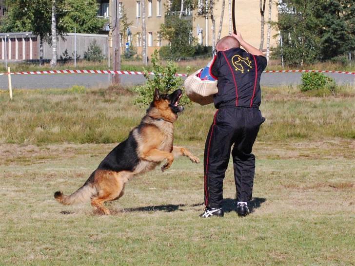 Schæferhund Houen James Dean billede 3