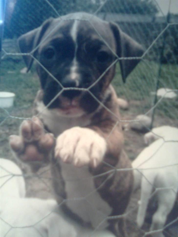 Amerikansk bulldog Alicia (Keys) - Oppe ved Anni og Michael inden vi fik hende :) :) billede 1