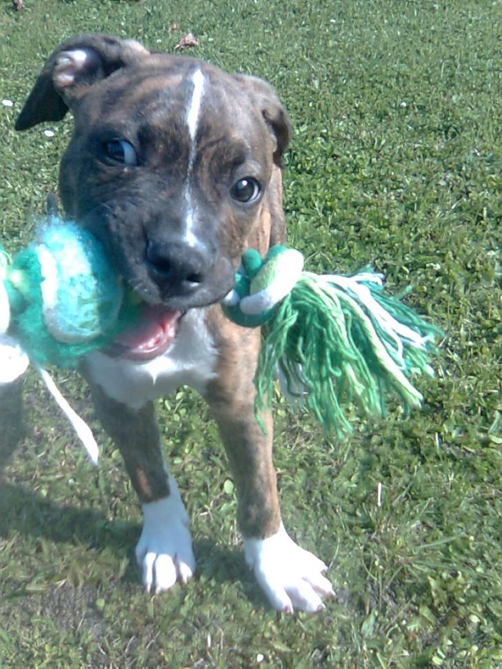 Amerikansk bulldog Alicia (Keys) - nede på legepladsen foran vores lejlighed  billede 2