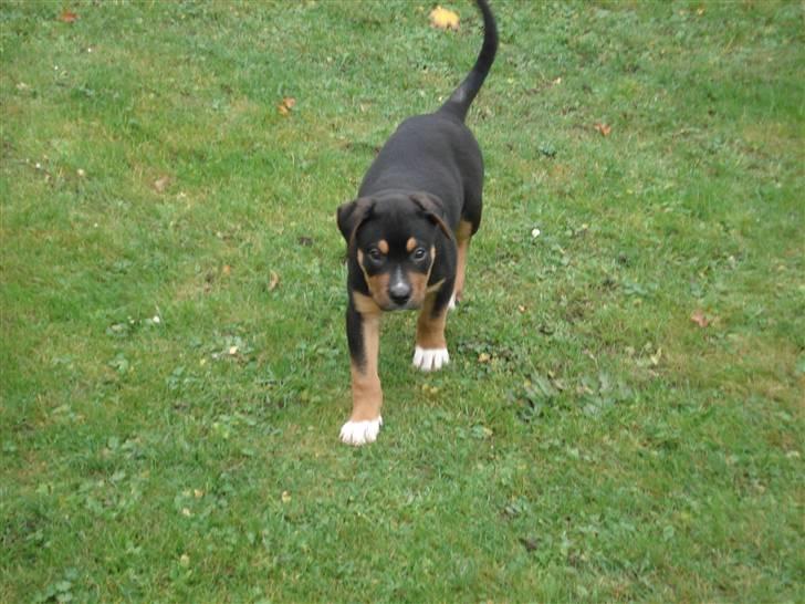 Blanding af racer dijanko - jeg er bare så dygtig  billede 11