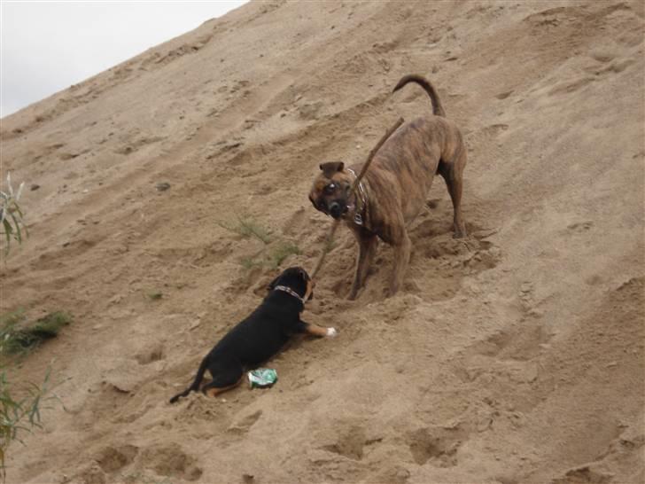 Blanding af racer dijanko - min allerbeste legekammerat gismo ( samme blaning) billede 12