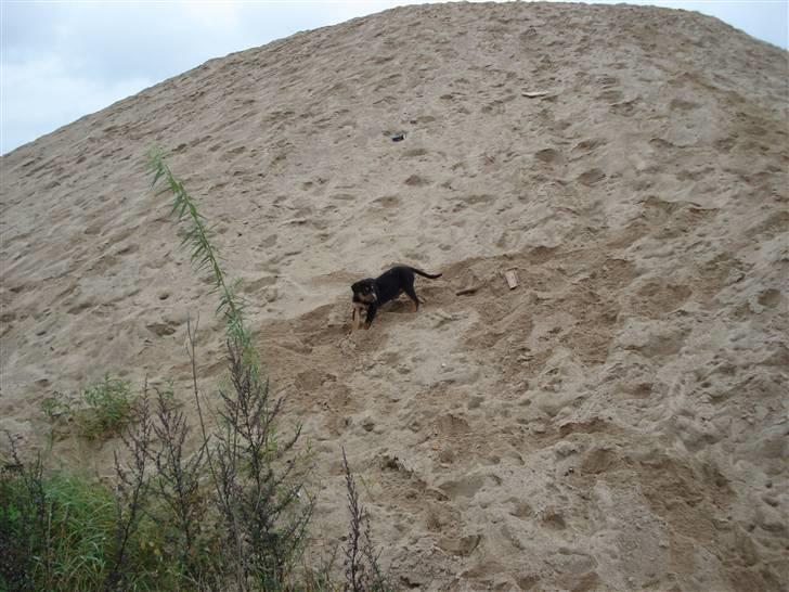 Blanding af racer dijanko - wuf der er langt ned billede 13