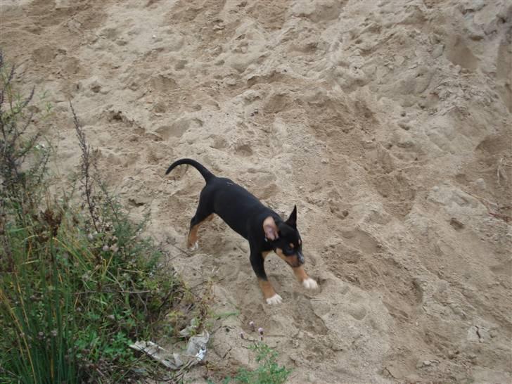 Blanding af racer dijanko - puha jeg er hurtig billede 14