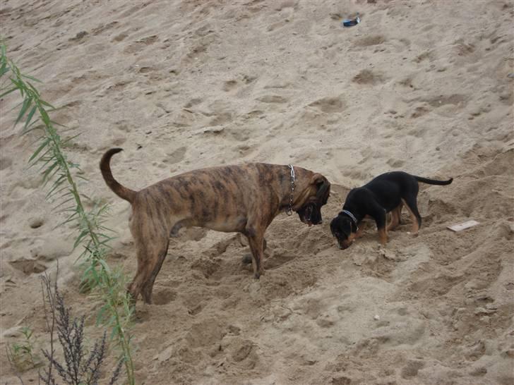 Blanding af racer dijanko - her leger mig og gismo, så stor bliver jeg også en dag billede 15