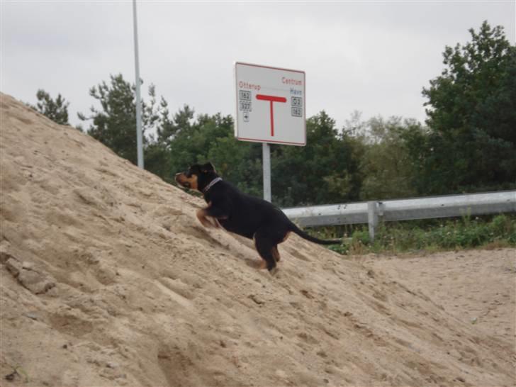 Blanding af racer dijanko - jeg kan også opad bakke billede 16