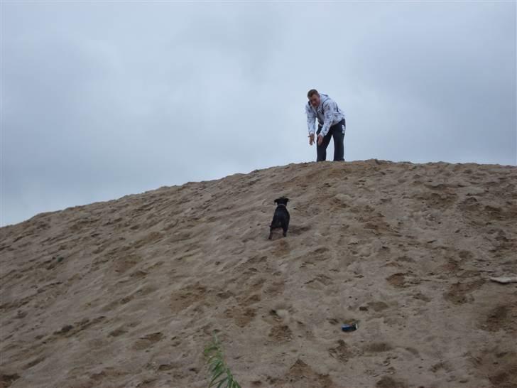 Blanding af racer dijanko - der var far billede 17