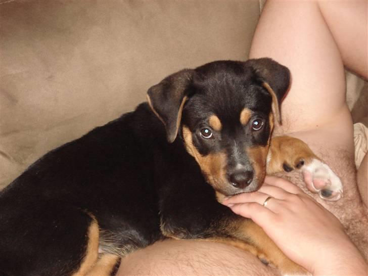 Blanding af racer dijanko - så putter mig og far billede 18