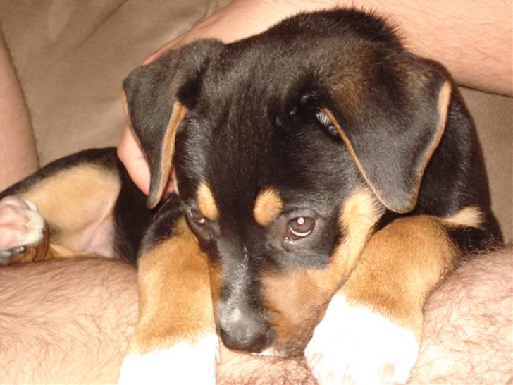 Blanding af racer dijanko - det er så hygge oppe ved far billede 19