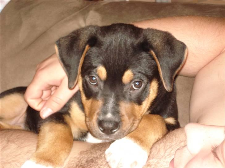 Blanding af racer dijanko - !!HYGGE!!! billede 20