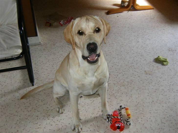 Labrador retriever tjalfe billede 9