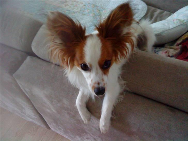 Papillon Chico R.I.P. 2011 billede 16