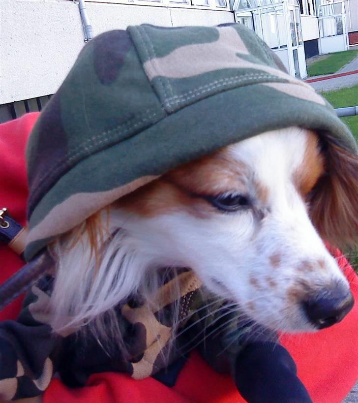 Papillon Chico R.I.P. 2011 billede 17