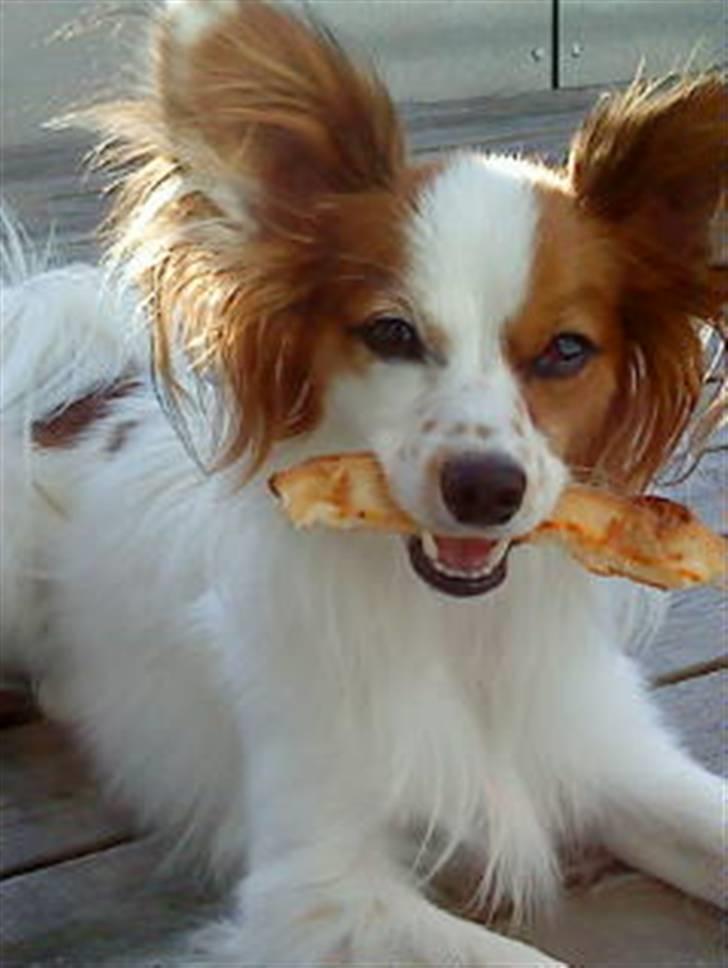 Papillon Chico R.I.P. 2011 billede 18