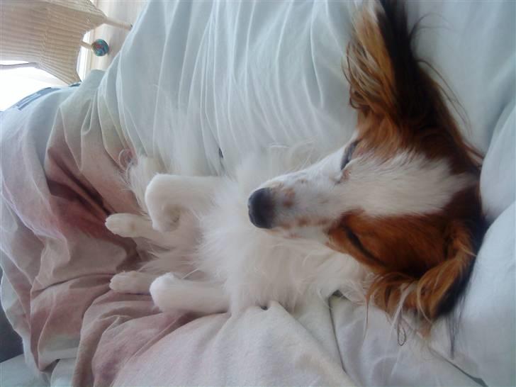 Papillon Chico R.I.P. 2011 billede 19