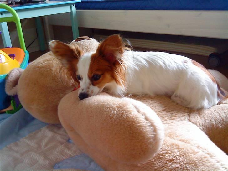 Papillon Chico R.I.P. 2011 billede 20