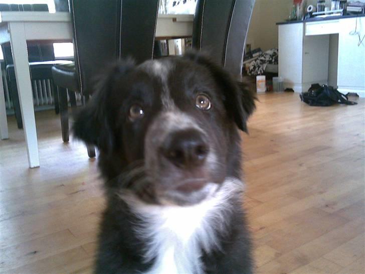 Border collie Harry billede 9