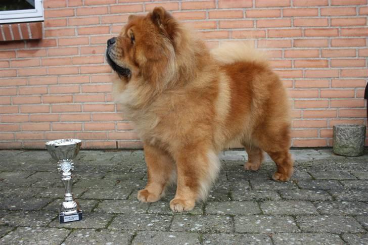 Chow chow Trever of The Chinas Joy - Her er jeg så med min pokal fra Belgien - oktober 2008 billede 9