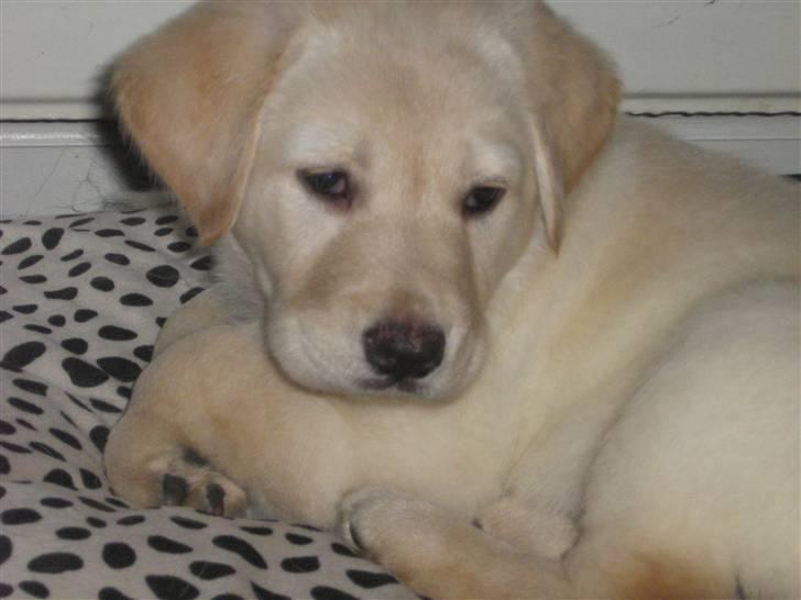 Labrador retriever Sofus Emil Bethoven  - 7uger gammel<3 billede 11