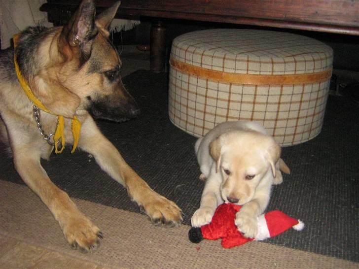 Labrador retriever Sofus Emil Bethoven  - 7uger gammel<3 og er lige kommet hjem til min nye familie :)  billede 12