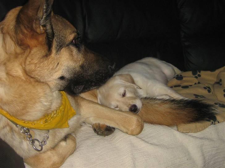 Labrador retriever Sofus Emil Bethoven  - Sover allerede trygt, har kun kendt balto, her i lidt under 1time. <3 billede 13