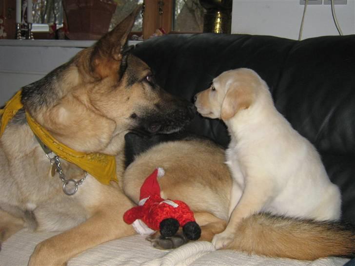 Labrador retriever Sofus Emil Bethoven  - Har kendt hinanden i lidt under 1time,  billede 14