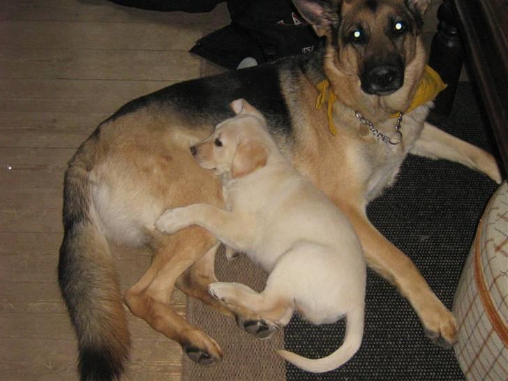 Labrador retriever Sofus Emil Bethoven  - Har kendt hinanden i et par dage<3 billede 15