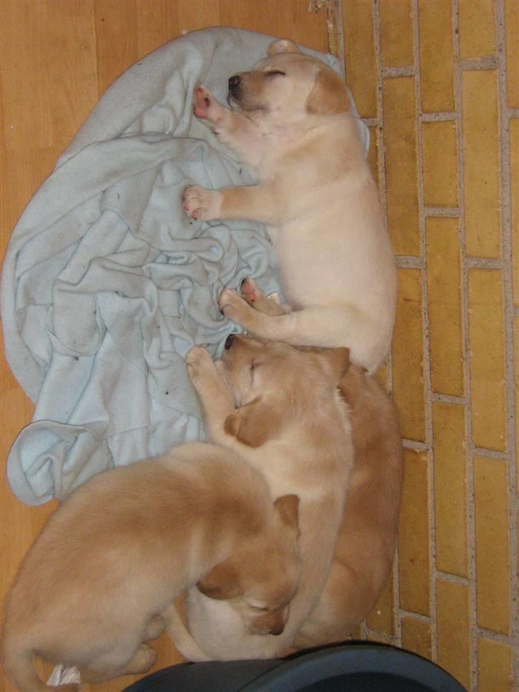 Labrador retriever Sofus Emil Bethoven  - Mine søskende men ik alle sammen <3  billede 16