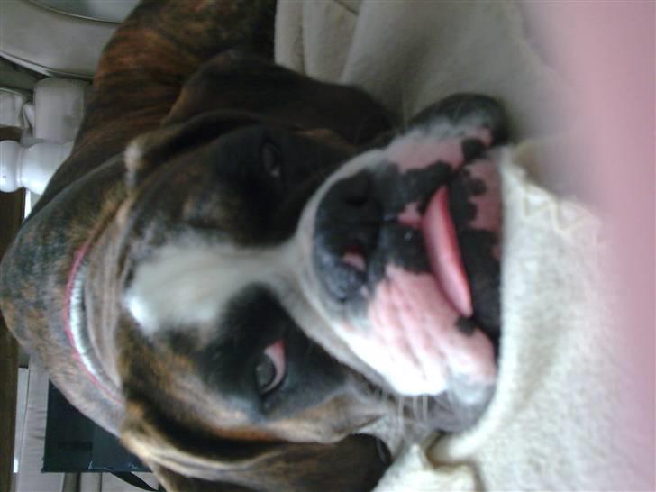 Boxer Nanna - Nanna 7 mdr gl. og begyndt at sove med tungen "ude" billede 7