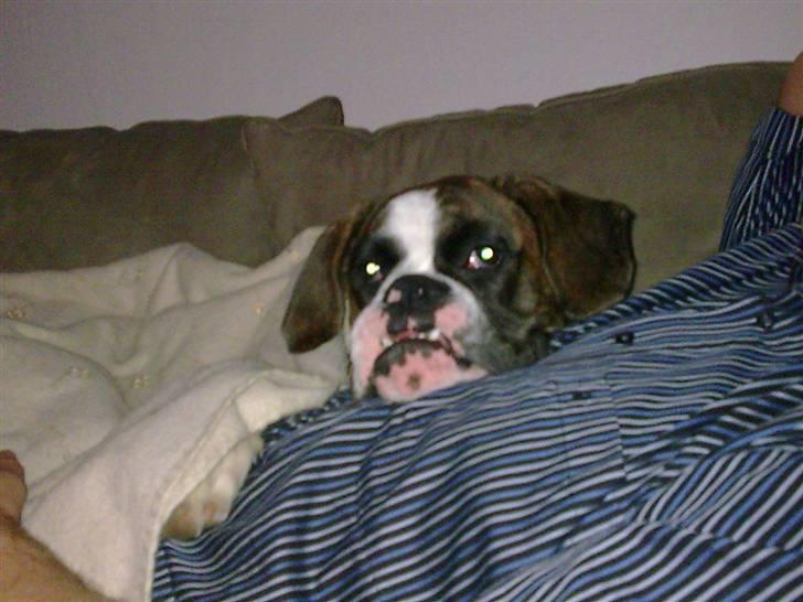 Boxer Nanna - Selvom vi har en aftale om Nanna ikke hører til i sofaen - så måtte vi lige så vi ku få et foto. Læg mærke til hugtænderne er fremme. billede 8
