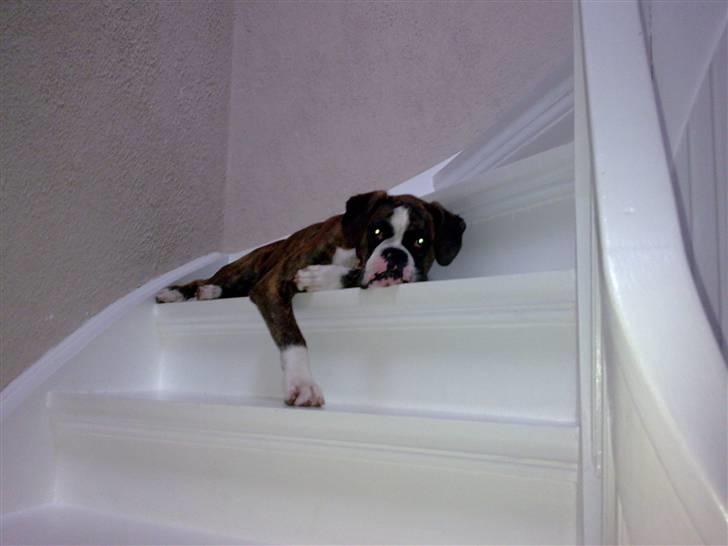 Boxer Nanna - Et af Nanna´s yngligssteder at sove billede 9