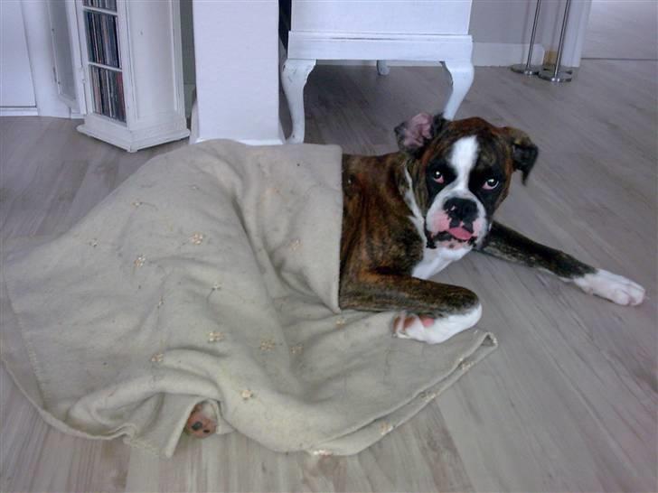 Boxer Nanna - Når man skal sove - hører der også tæppe til også når man er en vuf billede 10