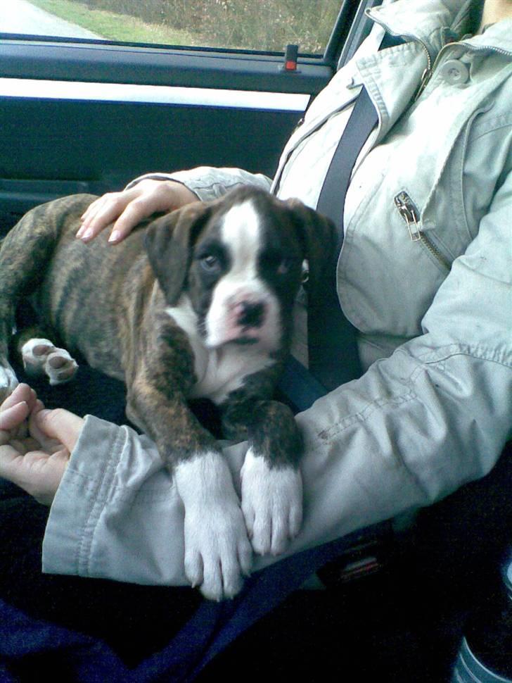 Boxer Nanna - De allerførste billeder af Nanna - på vej hjem i bilen fra det mørke Jylland billede 11