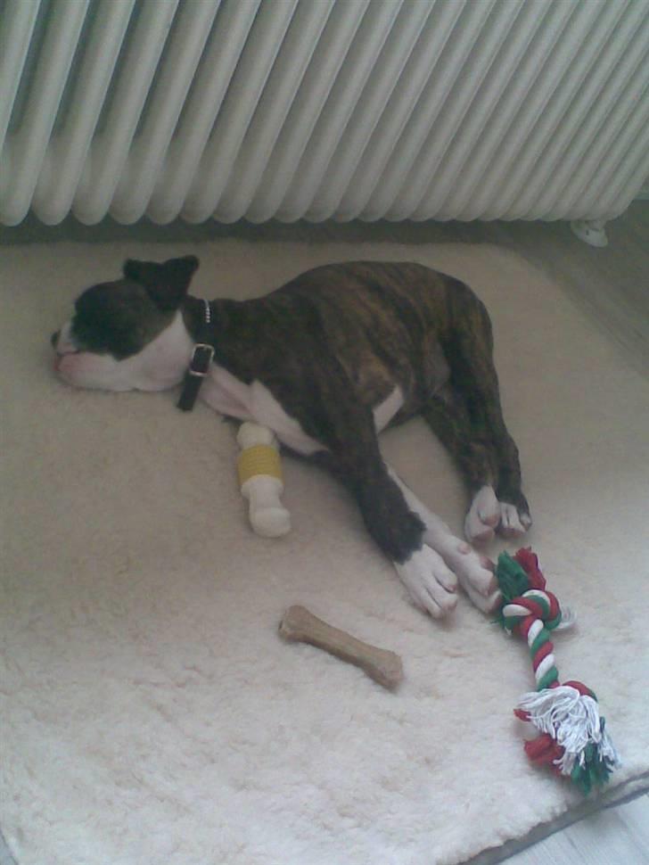 Boxer Nanna - Efter få dage er Nanna faldet til - og sover det meste af dagen billede 12