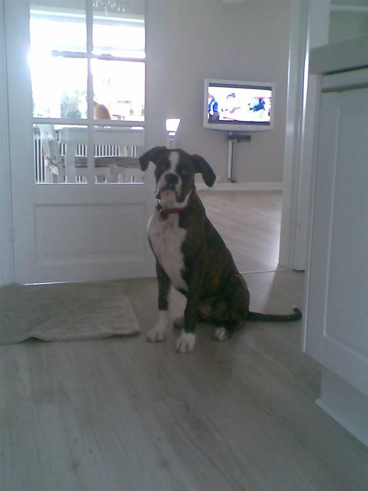 Boxer Nanna - Nanna 6 mdr. gl. billede 13