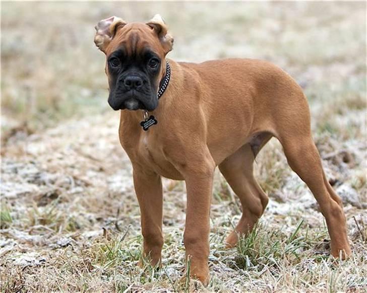 Boxer Titan billede 2