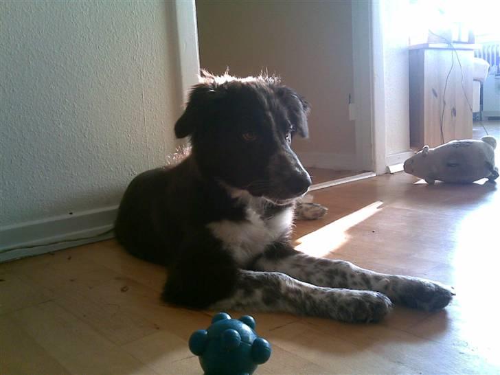 Border collie Harry billede 10