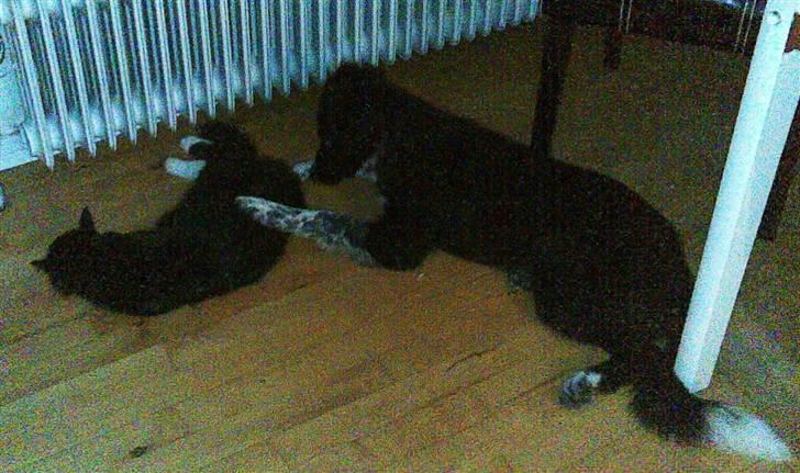 Border collie Harry billede 11