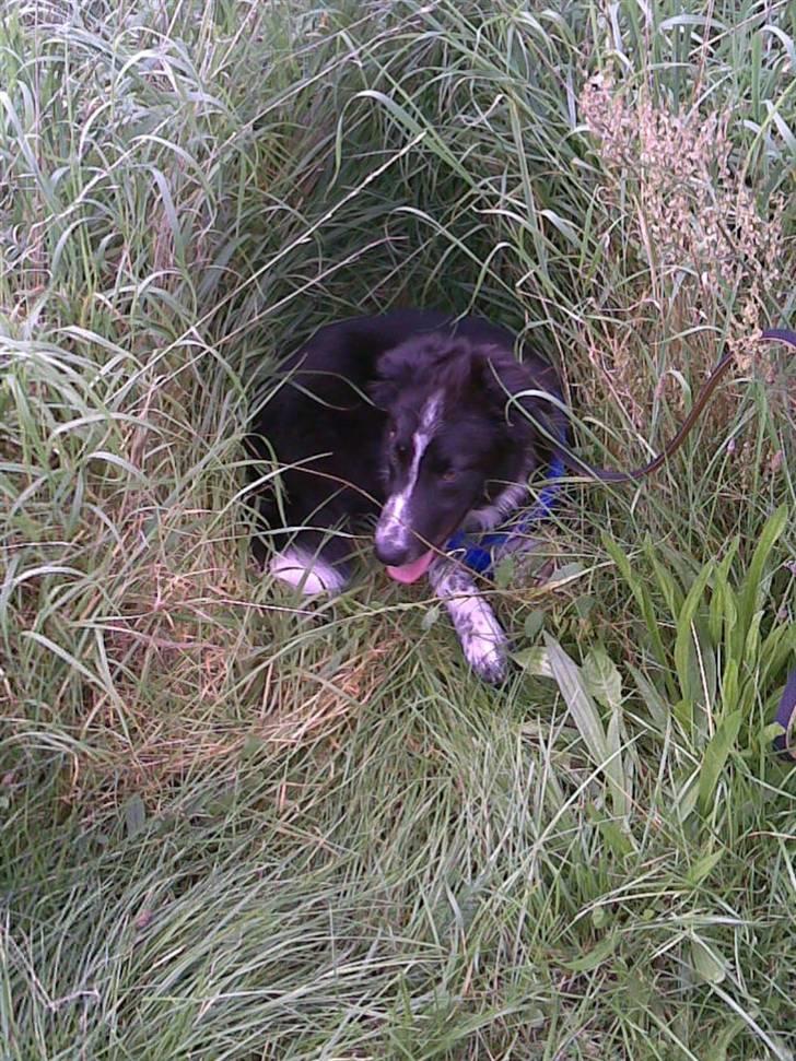 Border collie Harry billede 12