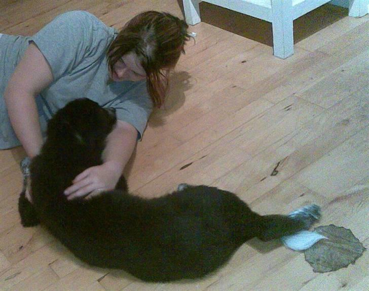 Border collie Harry billede 13