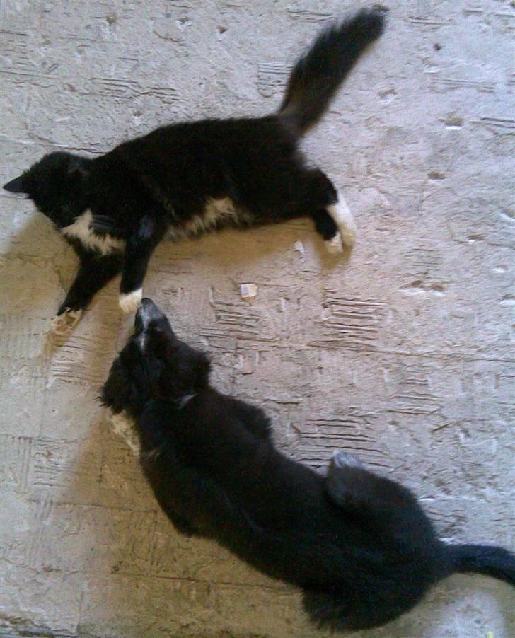 Border collie Harry billede 14