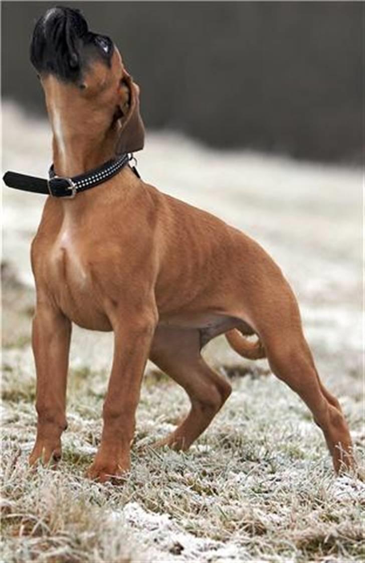 Boxer Titan - Em dejlig tur i haven billede 3