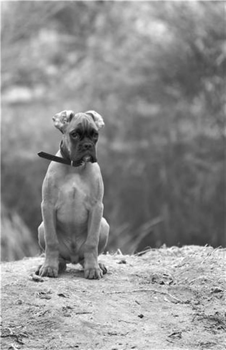 Boxer Titan billede 4