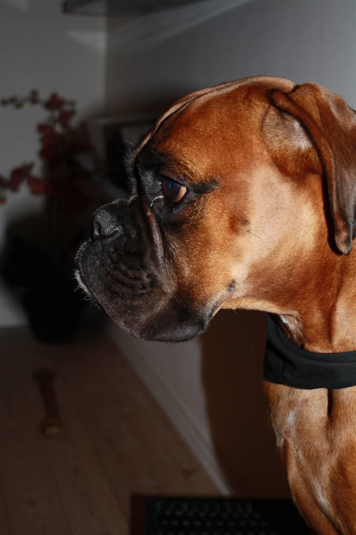 Boxer Titan billede 5