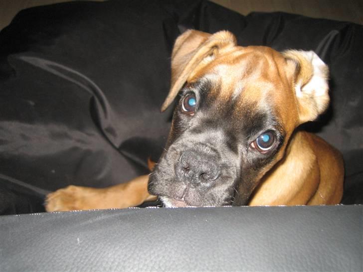 Boxer Titan - Hej mor billede 6