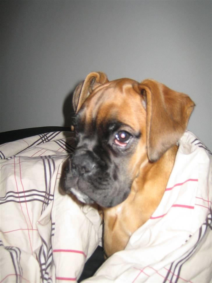 Boxer Titan - Putter i mors dyne billede 7